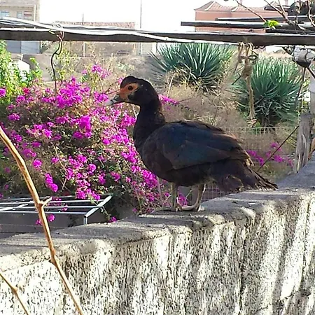 Ferienhaus 4 Bedrooms House With Wifi At Santa Cruz De Tenerife San Miguel de Abona